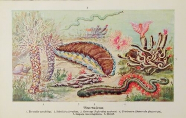 1926 - Meereswürmer: Sandwurm, Seeraupe ... - alter Druck